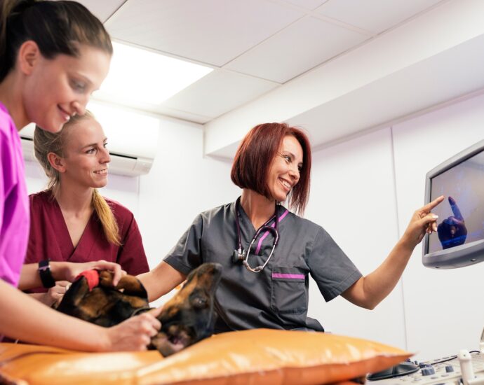 Veterinary team doctors working.