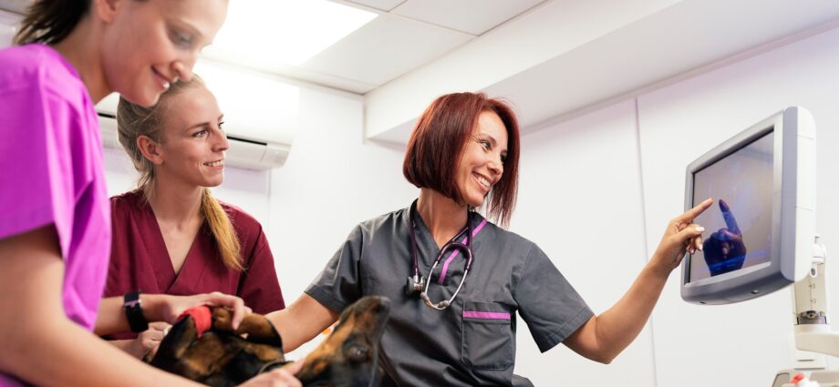 Veterinary team doctors working.