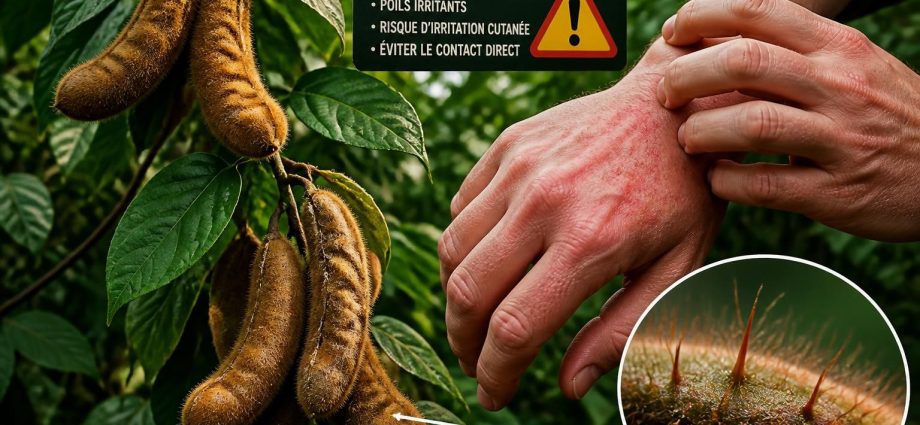découvrez les dangers potentiels du mucuna pruriens et comment ils peuvent affecter votre santé. informez-vous pour une utilisation sûre et responsable de cette plante.